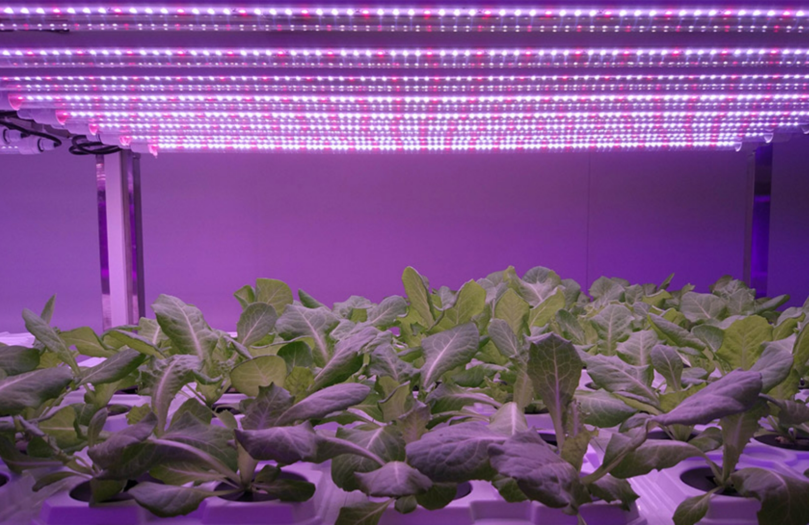 Applicazione dell'illuminazione delle piante a LED in Cina