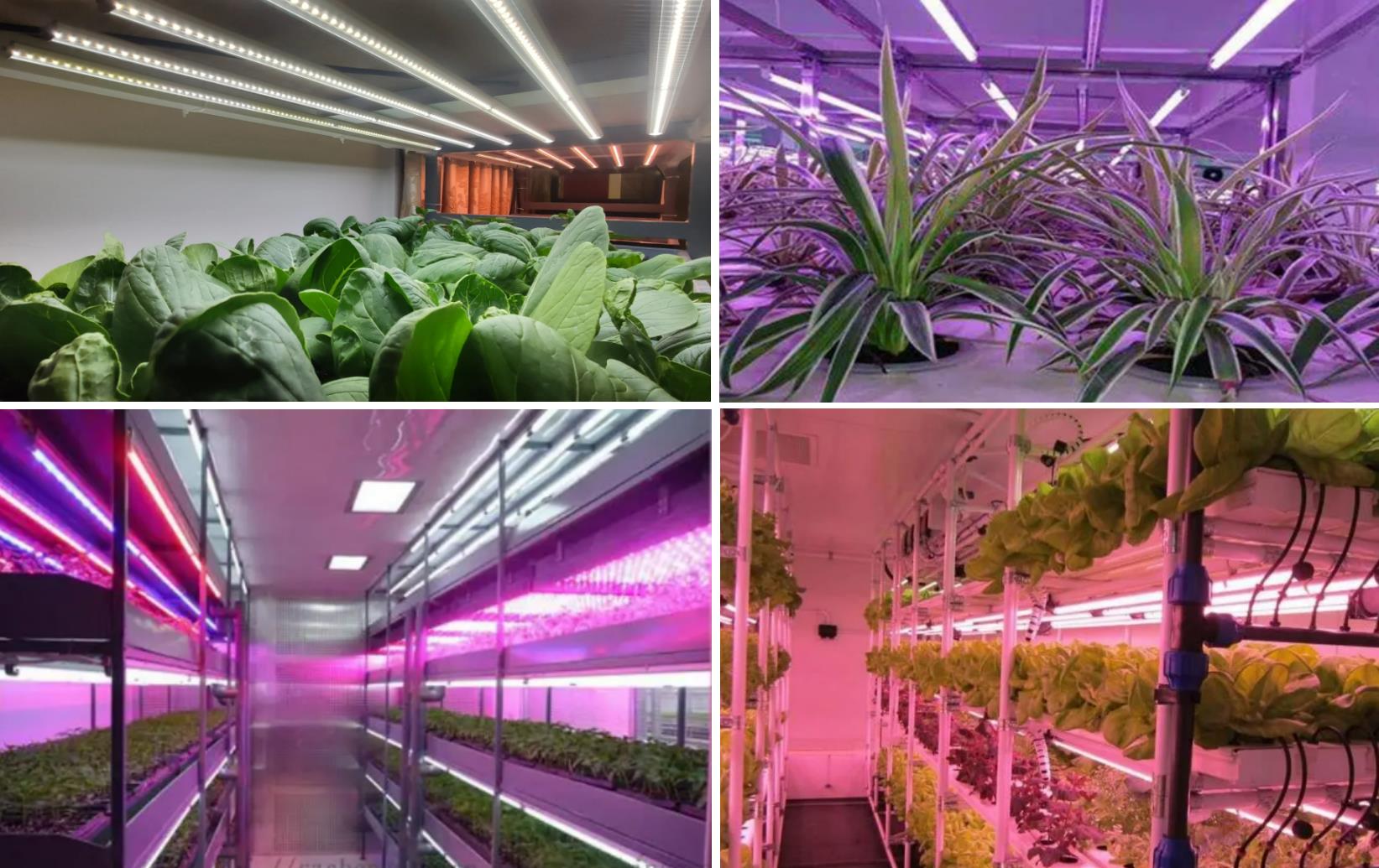 Considerazioni per la scelta degli alloggi per tubi a LED impermeabili nell'illuminazione delle piante
